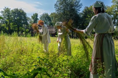 ludzie w bialłych strojach zbierają rosliny