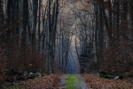 11.	Zdjęcie listopada: „Roztoczański Park Narodowy późną jesienią”, autor Wiesław Jabłoński, Roztoczański Park Narodowy