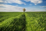 5.	Zdjęcie maja: „Osierocone drzewo”, autor Joanna Wacławik, Nadwieprzański Park Krajobrazowy