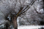 ZDJĘCIE GRUDNIA – Joanna Wacławik, „Wierzba nad ruczajem” (Nadwieprzański Park Krajobrazowy)